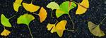 Du platane au ginkgo | 9782361936396 | Llibreria Sendak