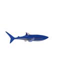 STUDIO ROOF Shark | 8720629646718 | Llibreria Sendak