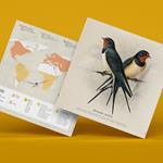 Plego Hirundo rustica (Oraneta) | 8436043720339 | Librería Sendak