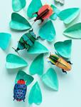 STUDIO ROOF Violin Beetle | 8718164517532 | Llibreria Sendak