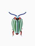 STUDIO ROOF Rainbow Leaf Beetle | 8718164519444 | Llibreria Sendak