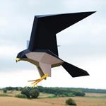 Plego Falco Peregrinus (Falcó pelegrí) | 9999900002409 | Librería Sendak