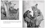 Deux petits ours | 9782352893790 | Ylla | Llibreria Sendak