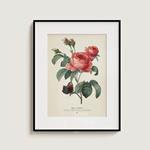 Plego Rosa centifolia | 8436043720445 | Librería Sendak