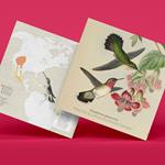 Plego Selasphorus platycerus (Colibrí) | 8436043720193 | Librería Sendak