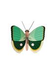 STUDIO ROOF Fern Striped Butterfly | 8720629642345 | Llibreria Sendak