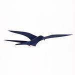 Plego Hirundo rustica (Oraneta) | 8436043720339 | Librería Sendak