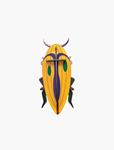 STUDIO ROOF Click Beetle | 8718164513534 | Llibreria Sendak
