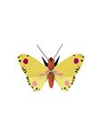 STUDIO ROOF Luzerne Butterfly | 8720629647449 | Llibreria Sendak
