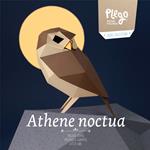 Plego Athene noctua (Mussol comú) | 9999900000290 | Llibreria Sendak