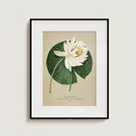 Plego Nymphaea alba | 8436043723170 | Librería Sendak