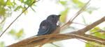 DODOLAND EUGY Tui | 9421035150026 | Llibreria Sendak