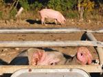 Veau, vache, cochon… | 9782889081356 | Humbert, Nicolette | Llibreria Sendak