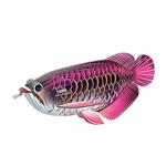 DODOLAND EUGY Asian Arowana | 9421036940398 | Llibreria Sendak