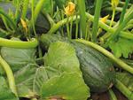 Potirons et cornichons | 9782889081349 | Humbert, Nicolette | Llibreria Sendak