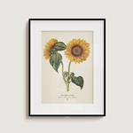 Plego Helianthus annuus | 8436043721480 | Librería Sendak