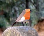 Plego Erithacus Rubecula (Pit-Roig) | 8436043721015 | Llibreria Sendak