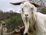 Veau, vache, cochon… | 9782889081356 | Humbert, Nicolette | Llibreria Sendak