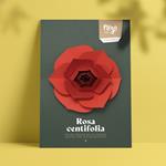Plego Rosa centifolia | 8436043720445 | Llibreria Sendak