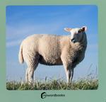 Animales de la granja 2 | 9788412683608 | NOWORDBOOKS | Llibreria Sendak