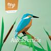 Plego Alcedo Atthis (Blauet) | 9999900002393 | Llibreria Sendak