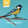Plego Parus major (Mallerenga carbonera) | 9999900000306 | Llibreria Sendak