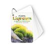 Fíjate: líquenes y plantas inferiores | 9788410407619 | Sanjuan Llorens, Anna/Nogués, Alex | Llibreria Sendak
