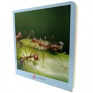 Animalitos | 9788494585432 | Martín Martínez, David | Librería Sendak