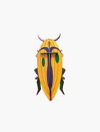 STUDIO ROOF Click Beetle | 8718164513534 | Llibreria Sendak