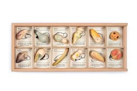 GRAPAT Wild | 8436580871396 | Librería Sendak