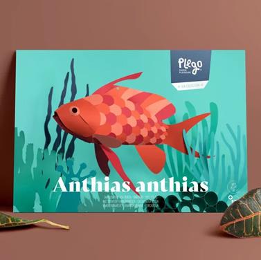 Plego Anthias anthias (Forcadella) | 8436043720438 | Librería Sendak