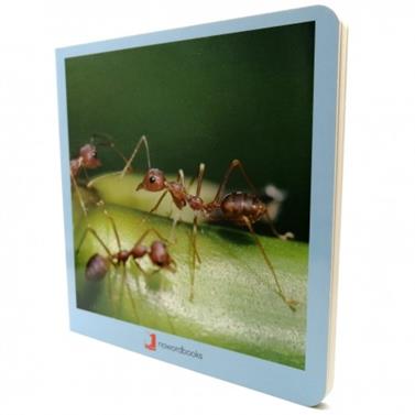 Animalitos | 9788494585432 | Martín Martínez, David | Librería Sendak