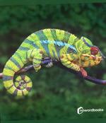 Animales de la selva | 9788412683615 | NOWORDBOOKS | Llibreria Sendak